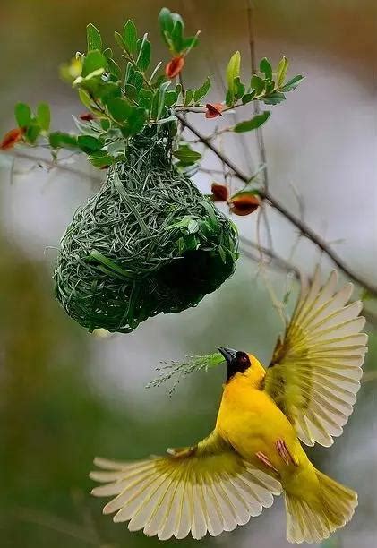 鳥來家裡築巢 風水|【鳥來築巢 風水】鳥來築巢の風水好兆頭！這4生肖準。